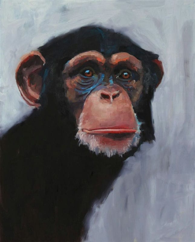 Шимпанзе - красивые картинки (100 фото) #69