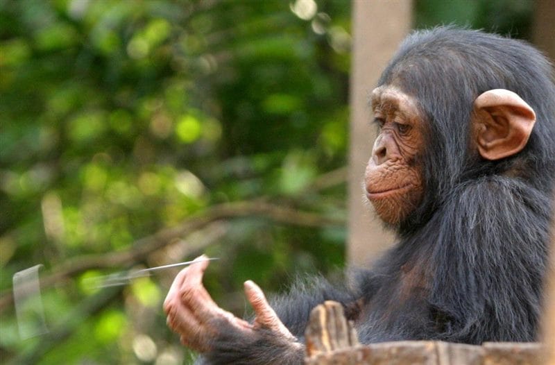 Шимпанзе - красивые картинки (100 фото) #63