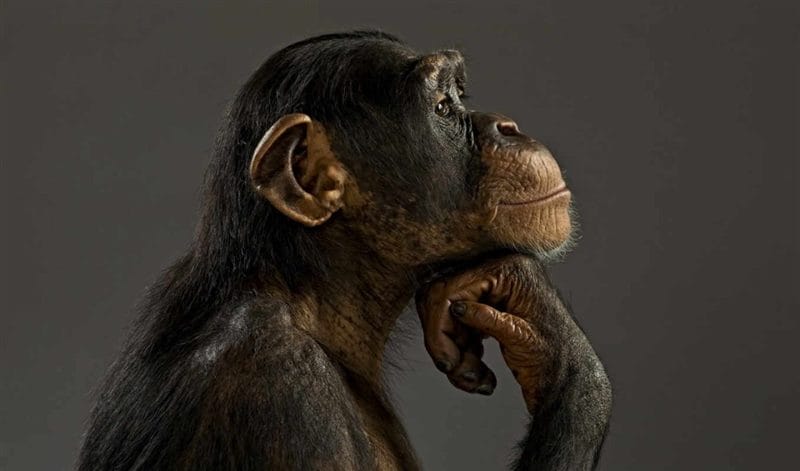 Шимпанзе - красивые картинки (100 фото) #84