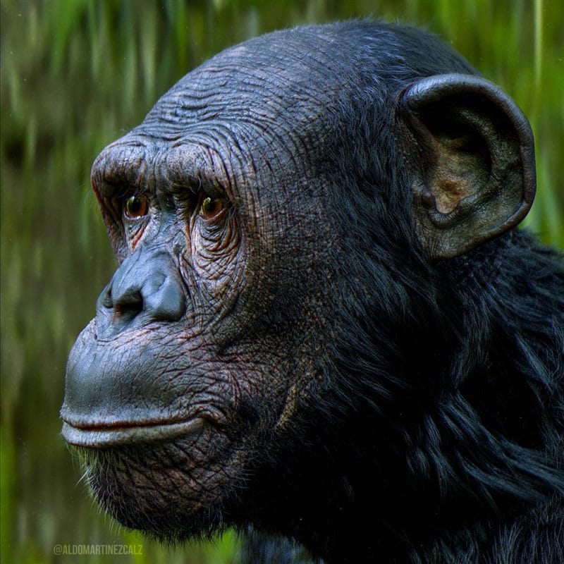 Шимпанзе - красивые картинки (100 фото) #40