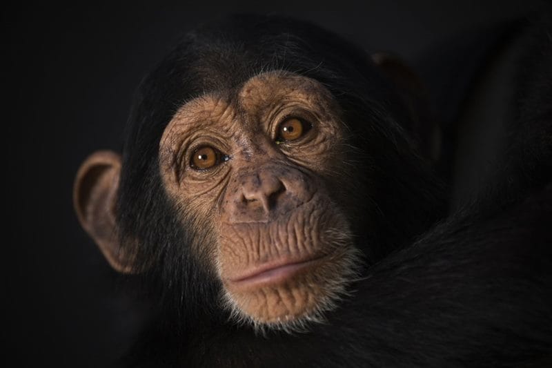 Шимпанзе - красивые картинки (100 фото) #85