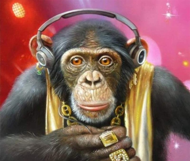 Шимпанзе - красивые картинки (100 фото) #65