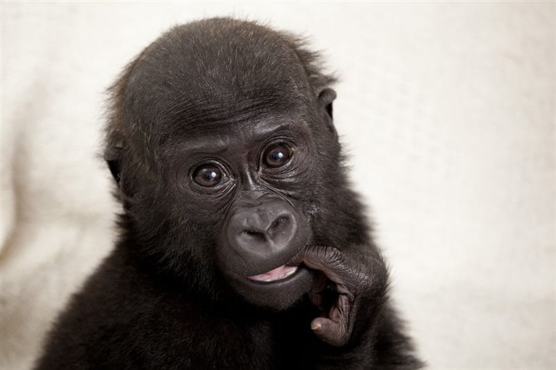 Шимпанзе - красивые картинки (100 фото) #80