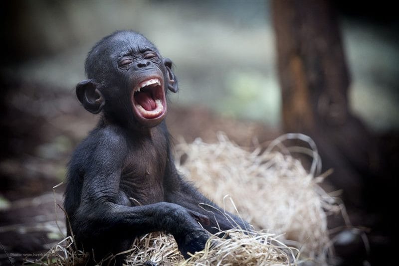 Шимпанзе - красивые картинки (100 фото) #78