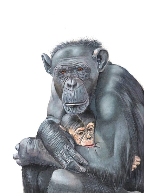 Шимпанзе - красивые картинки (100 фото) #56