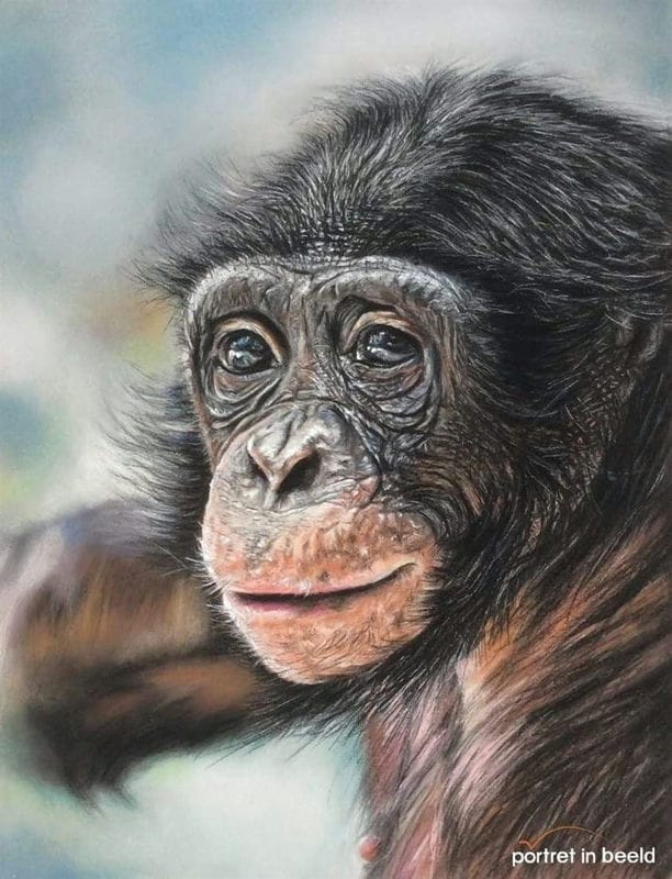 Шимпанзе - красивые картинки (100 фото) #68