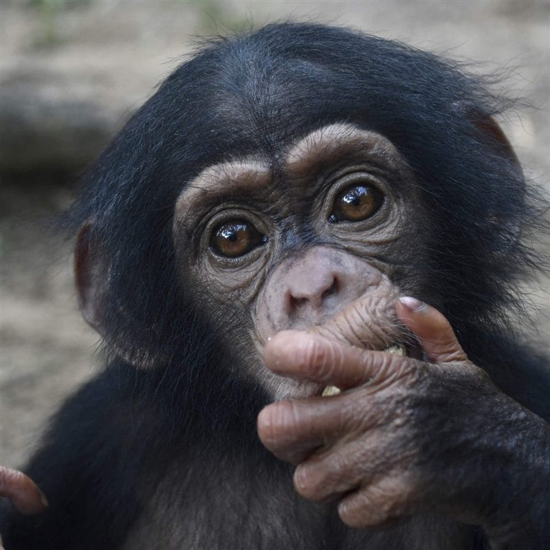 Шимпанзе - красивые картинки (100 фото) #53