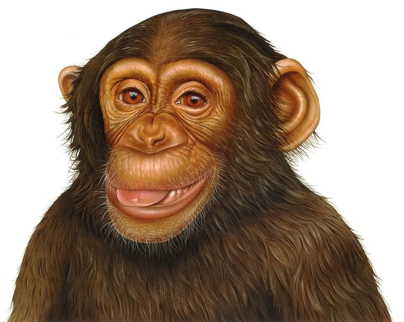 Шимпанзе - красивые картинки (100 фото) #58