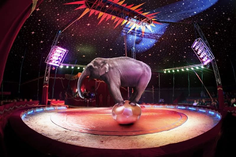 Цирк - красивые картинки (100 фото) #60
