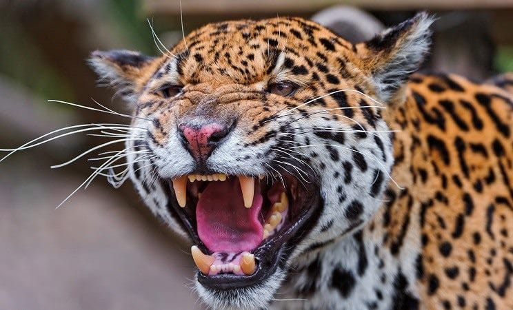 Картинки животное ягуар (100 фото) #1