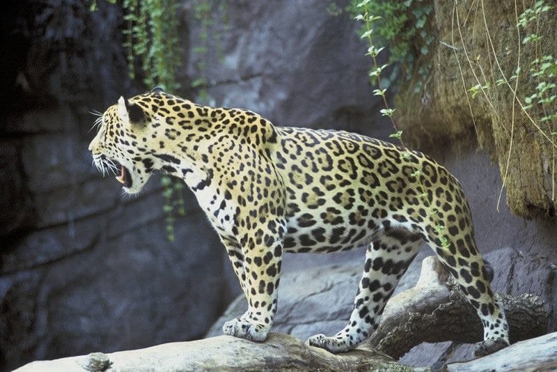 Картинки животное ягуар (100 фото) #20
