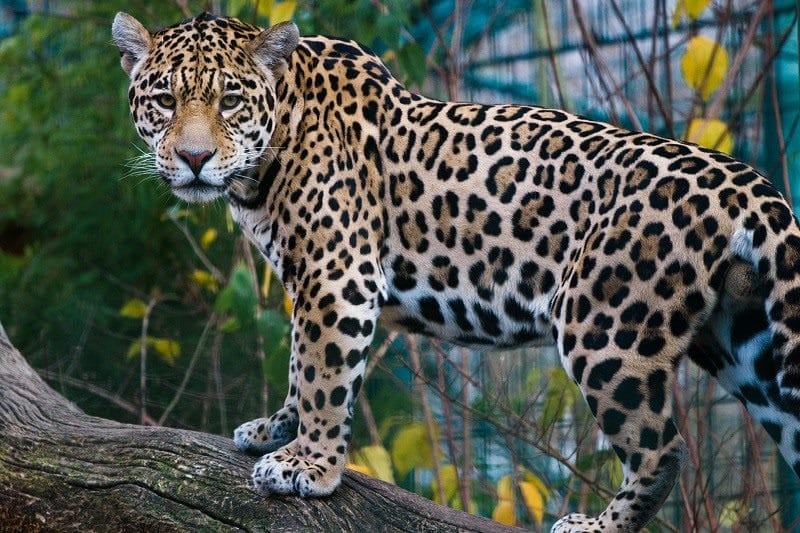 Картинки животное ягуар (100 фото) #9