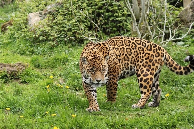 Картинки животное ягуар (100 фото) #4