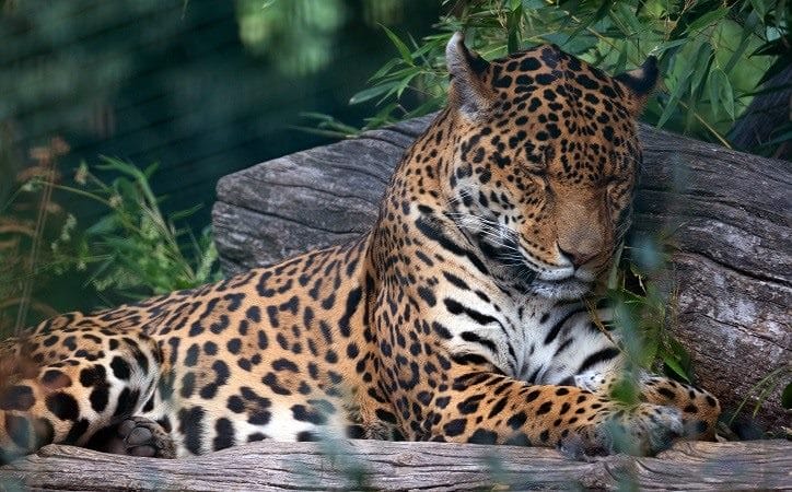 Картинки животное ягуар (100 фото) #33