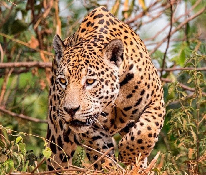 Картинки животное ягуар (100 фото) #3