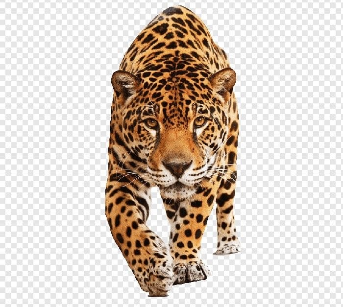 Картинки животное ягуар (100 фото) #25