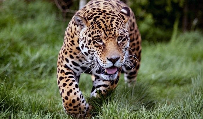 Картинки животное ягуар (100 фото) #18