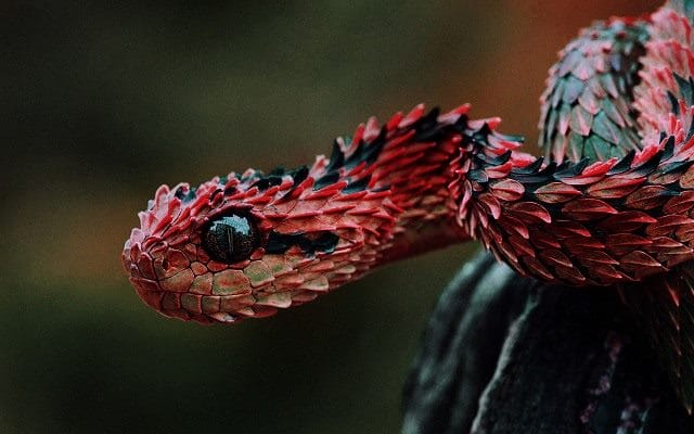 Картинки ядовитых змей (100 фото) #21