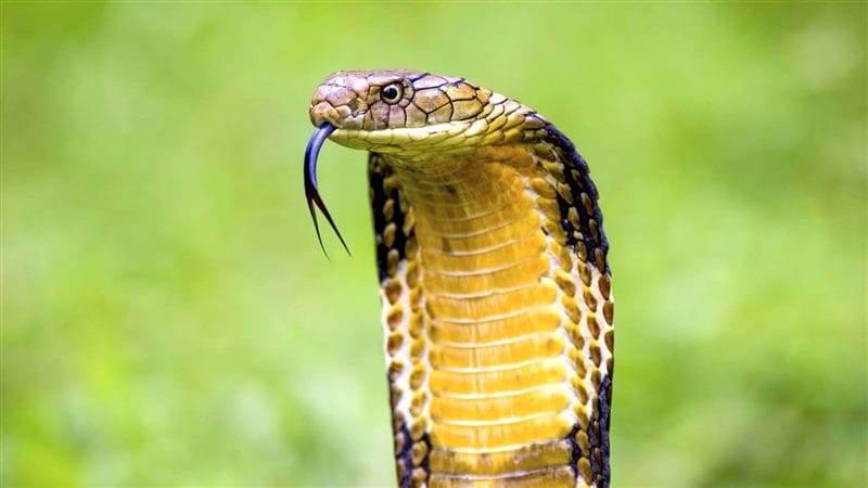 Картинки ядовитых змей (100 фото) #100