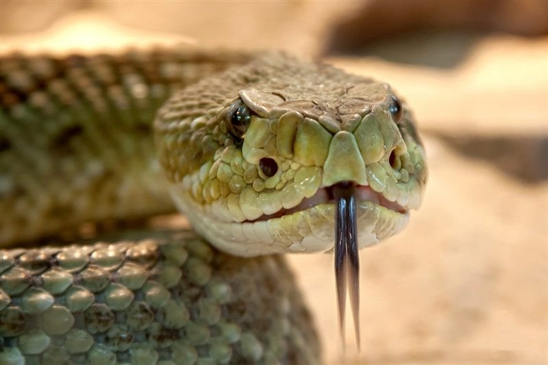 Картинки ядовитых змей (100 фото) #26