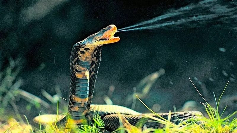 Картинки ядовитых змей (100 фото) #6