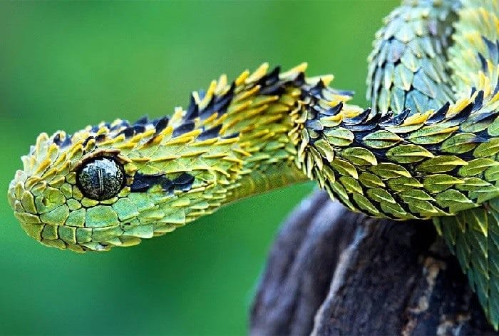 Картинки ядовитых змей (100 фото) #4