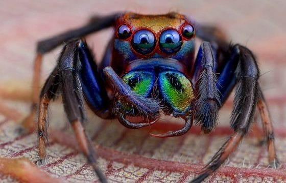 Картинки ядовитых пауков (100 фото) #15