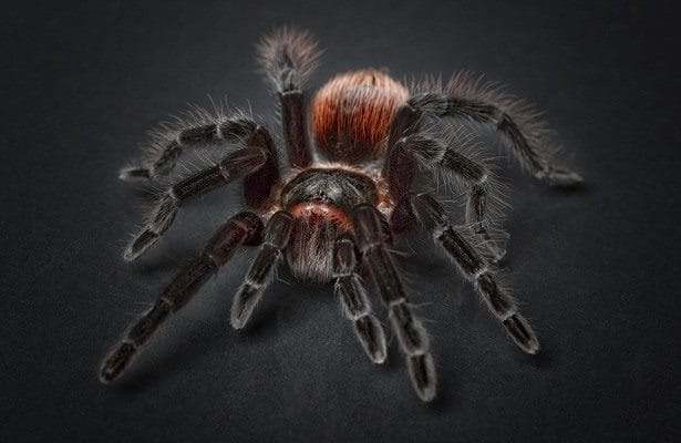 Картинки ядовитых пауков (100 фото) #29