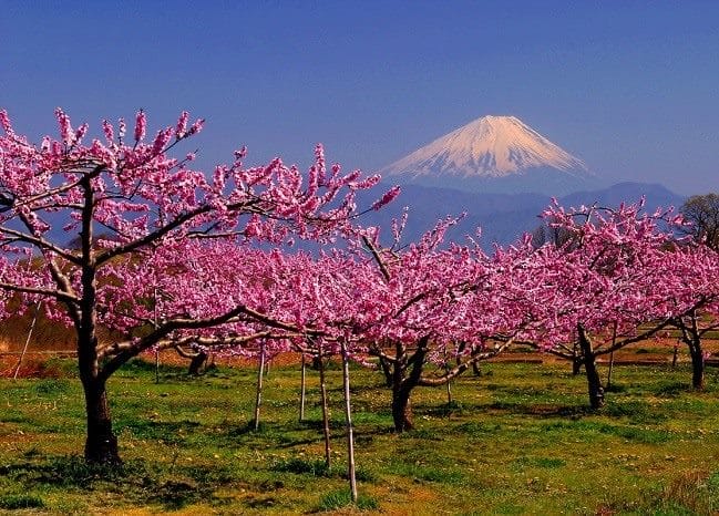 Япония - красивые картинки (100 фото) #29