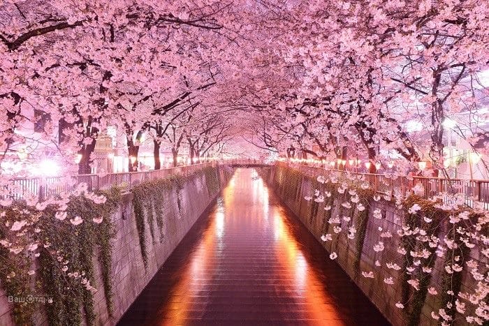 Япония - красивые картинки (100 фото) #19