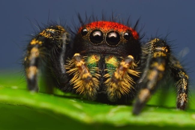 Картинки ядовитых пауков (100 фото) #91