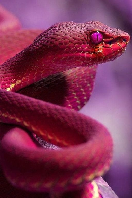 Картинки ядовитых змей (100 фото) #98