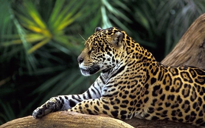 Картинки животное ягуар (100 фото) #98