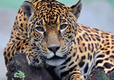 Картинки животное ягуар (100 фото) #90