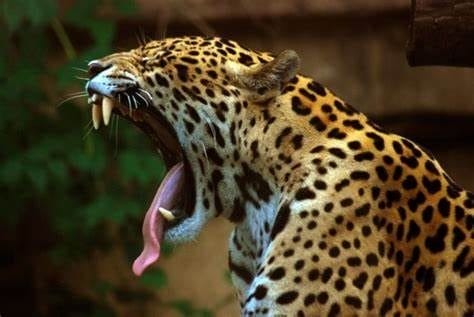 Картинки животное ягуар (100 фото) #95