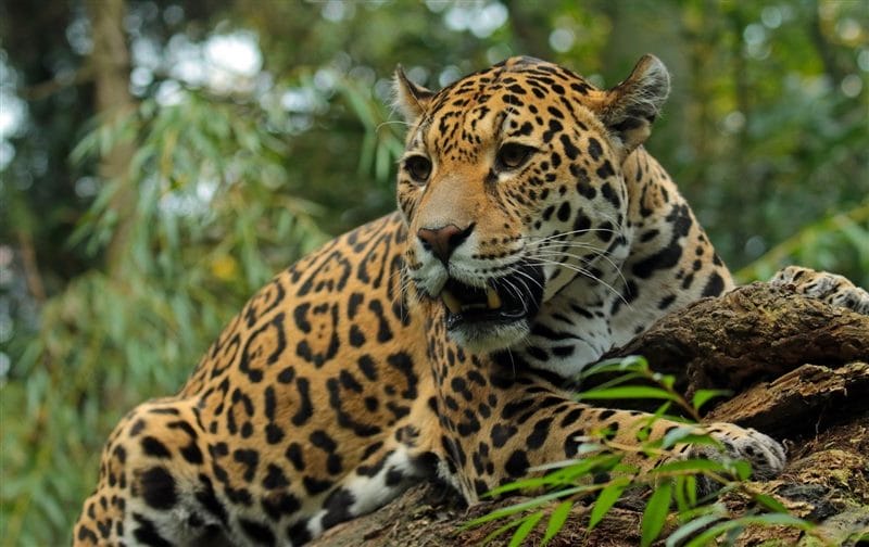 Картинки животное ягуар (100 фото) #91