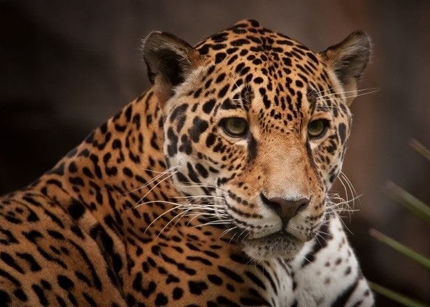 Картинки животное ягуар (100 фото) #97