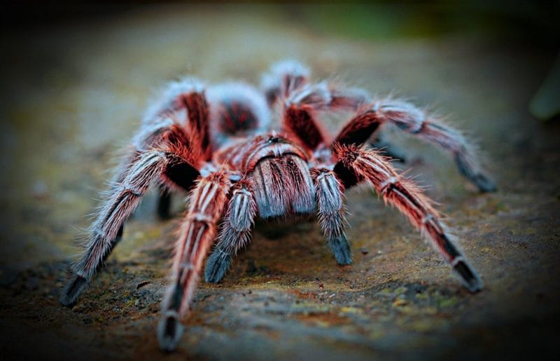 Картинки ядовитых пауков (100 фото) #73