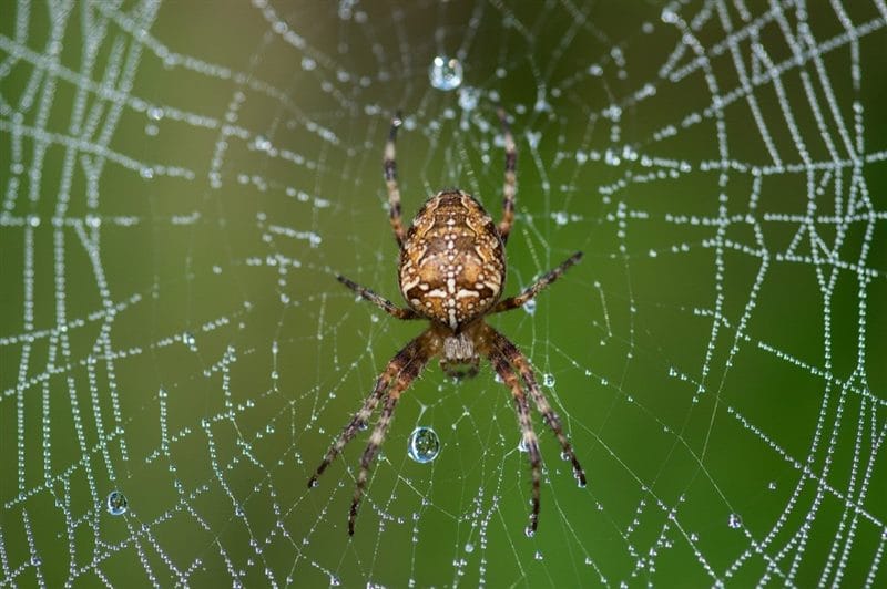 Картинки ядовитых пауков (100 фото) #65