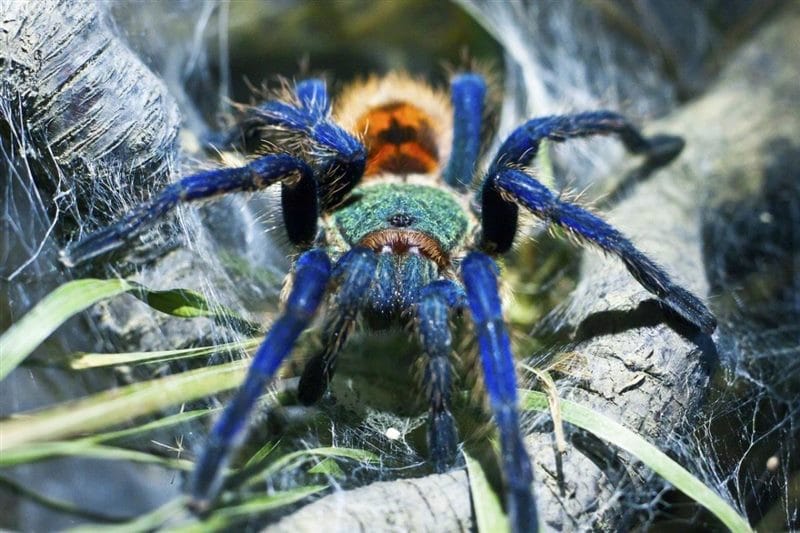 Картинки ядовитых пауков (100 фото) #48