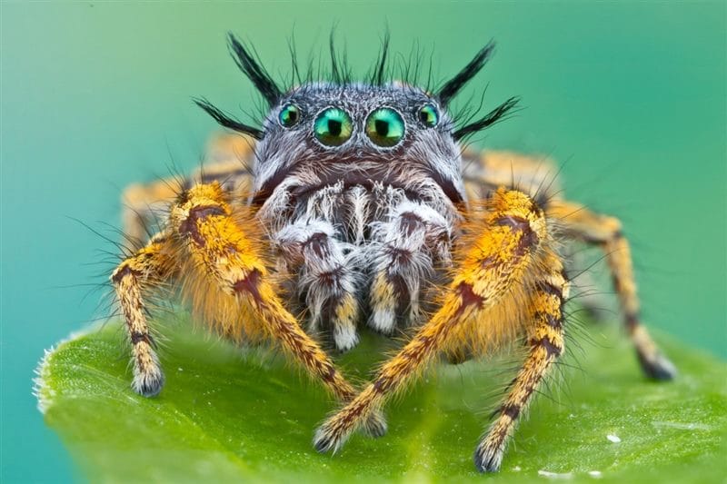 Картинки ядовитых пауков (100 фото) #58