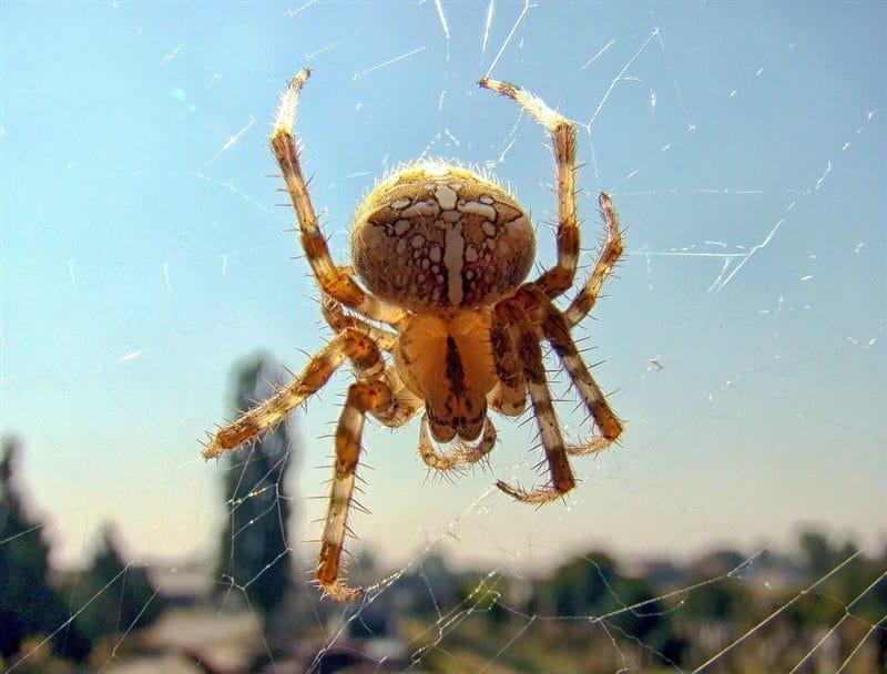 Картинки ядовитых пауков (100 фото) #67