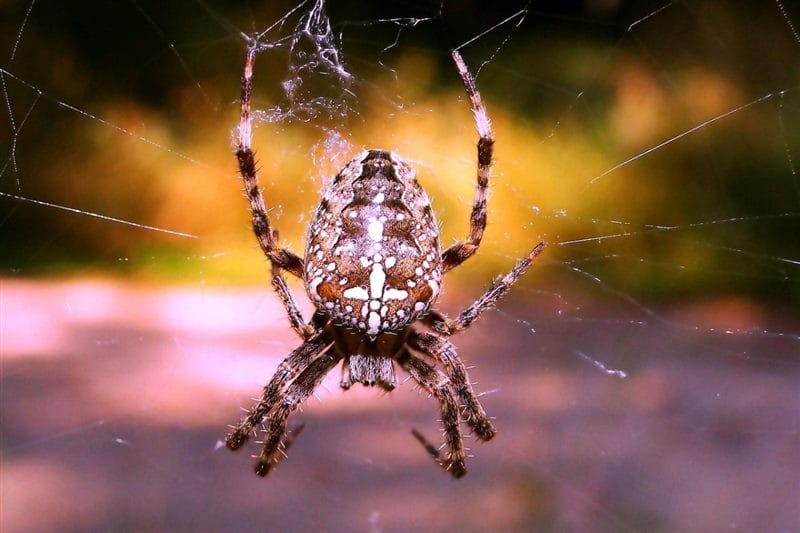 Картинки ядовитых пауков (100 фото) #71
