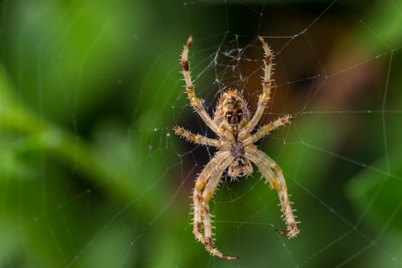 Картинки ядовитых пауков (100 фото) #88