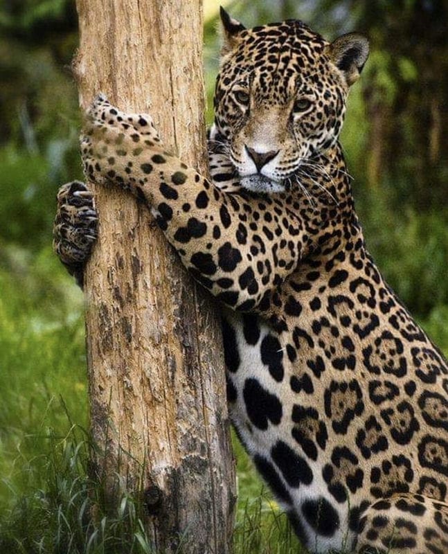 Картинки животное ягуар (100 фото) #46