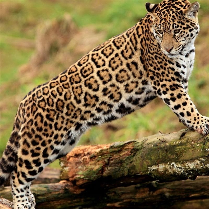 Картинки животное ягуар (100 фото) #49
