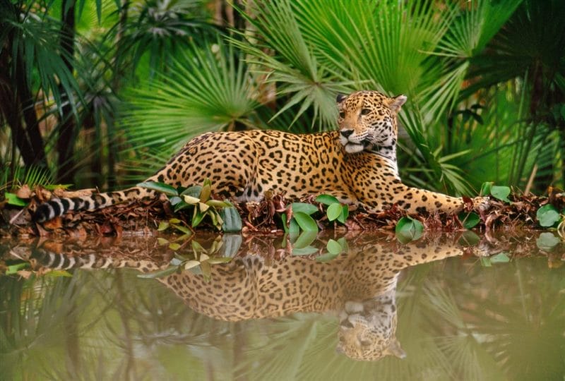 Картинки животное ягуар (100 фото) #53
