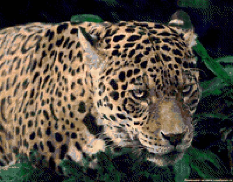 Картинки животное ягуар (100 фото) #45