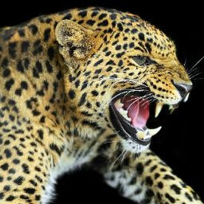 Картинки животное ягуар (100 фото) #78