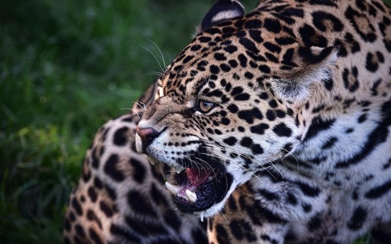 Картинки животное ягуар (100 фото) #66